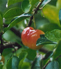 Acerola