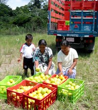 Harvest of the Araza fruits