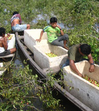 Ernte der Camu Camu Früchte