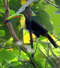 toucan