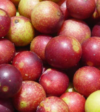 Camu Camu Früchte