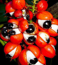 Guarana